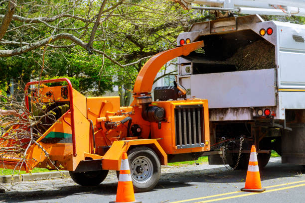 Best Tree Removal Services  in Big Bear Lake, CA